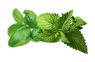 basilico e menta piperita