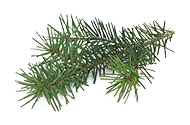 gemme di pino